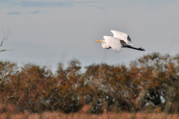  heron in flight