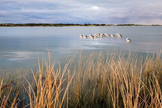 Squadron of pelicans on the lower Murray River in  Australia