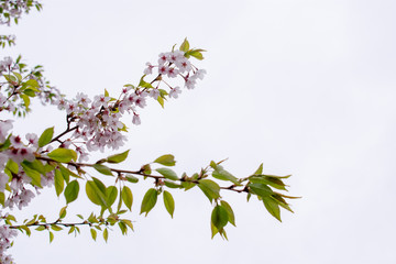 Cherry blossom branch in white background 