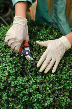 Crop woman pruning green bush
