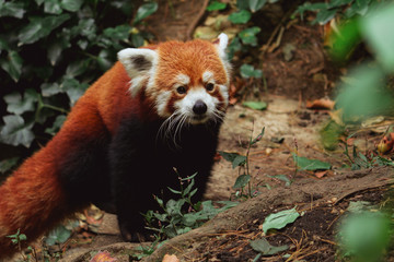 red panda