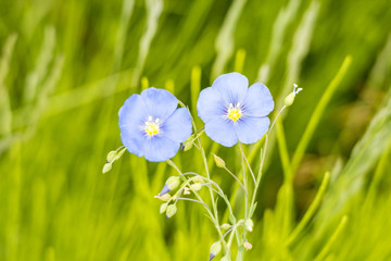 two beautiful light purple flowers blooming in the field with bright green background