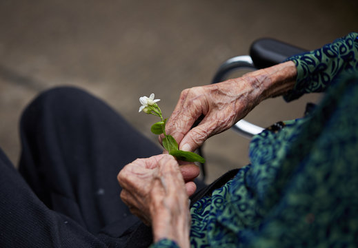 Closeup hand of the older aged woman with flower