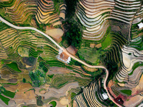 Terraced rice fields