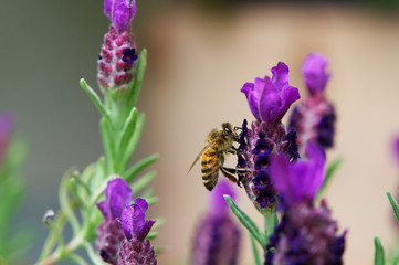 Nahaufnahme einer Honigbiene beim Bestäuben von Lavendel