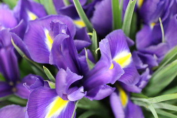 irises in garden