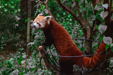 red panda