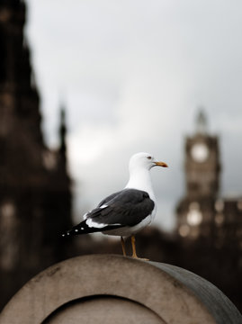 seagull on a rock with a beautiful city blurred view behind