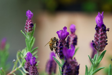 Nahaufnahme einer Honigbiene beim Bestäuben von Lavendel