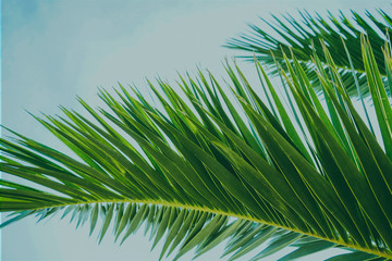 palm leaves on blue background of sky