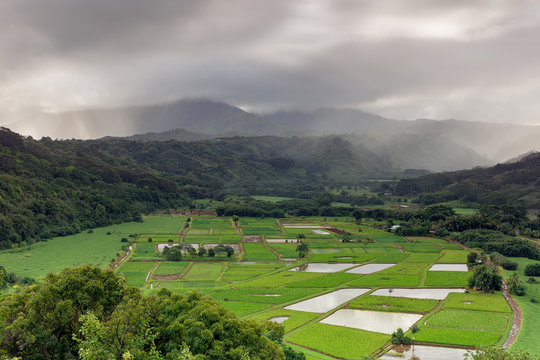 The taro fields of Kauai
