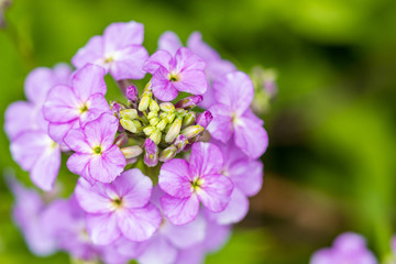close up of beautiful pink wild flowers with creamy green background