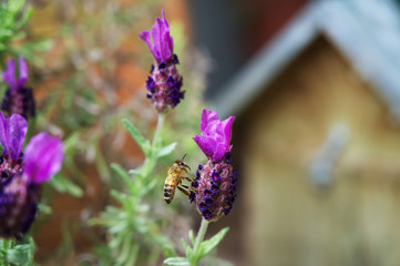 Nahaufnahme einer Honigbiene beim Bestäuben von Lavendel