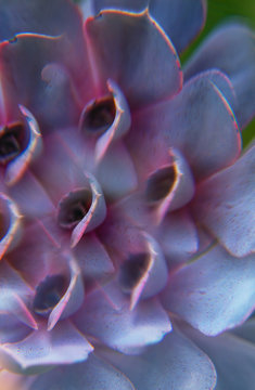 Purple and magenta succulent photographed through prism filter