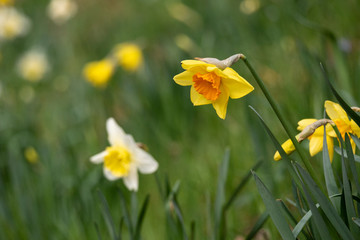 Narzissen