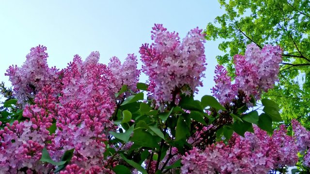 Blooming pink flowers of Syringa vulgaris, known as common lilac outdoors in nature.