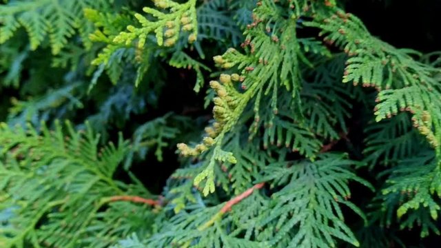 Hedge of dark green leaves on branches of Thuya or arborvitae