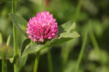 lila Blüte von Klee