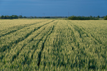 Large areas of young wheat field