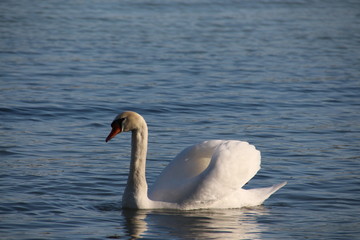 Schwan