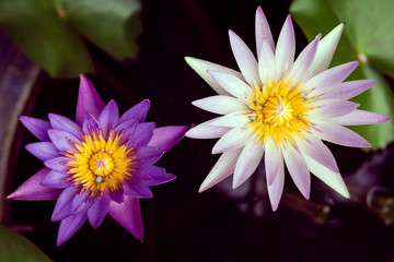 Fototapeta premium Waterlily or lotus flower in pond