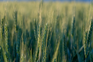 Large areas of young wheat field