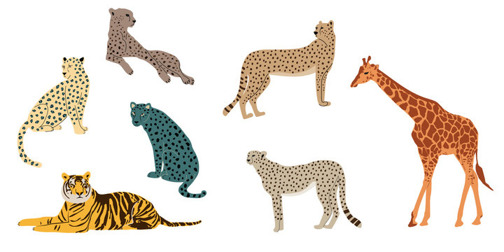 Leopards, tiger, cheetah and giraffe
