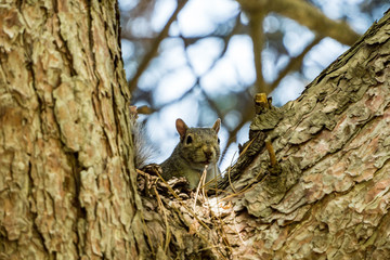 cute brown squirrel hiding behind cross section of tree branches looking down on you