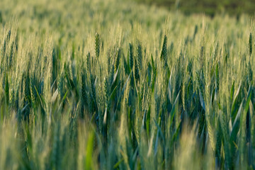 Large areas of young wheat field