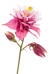 Magenta flower of aquilegia, blossom of catchment closeup, isolated on white background