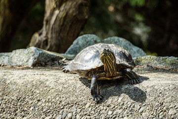 one turtle resting on the edge of the pond in the park enjoy some sun in the afternoon
