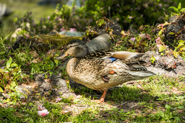 a female duck resting on the grass inside park stretching its leg and enjoy some sun