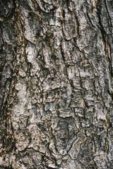 Tree bark