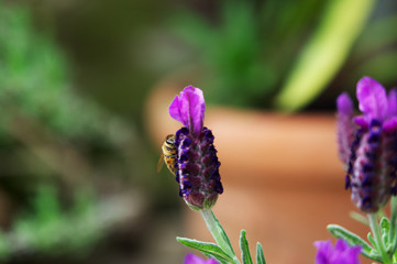 Nahaufnahme einer Honigbiene beim Bestäuben von Lavendel