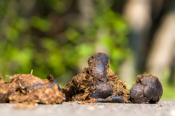 Small pile of horse manure on a road. The view is from road level on the side. Closeup view. There is room for text above.