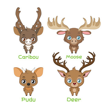 Set of new world deer species