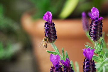 Nahaufnahme einer Honigbiene beim Bestäuben von Lavendel