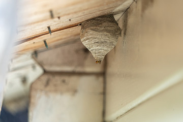 a black-yellow wasp builds a wasp nest under a wooden roof overhang