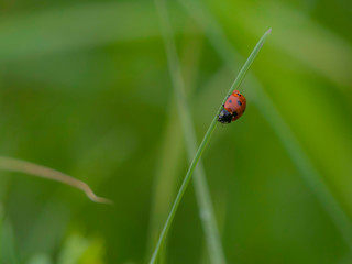 Coccinelle