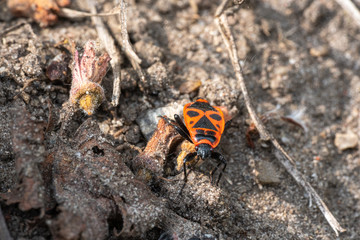 a bright red fire bug running over a stone in search of food