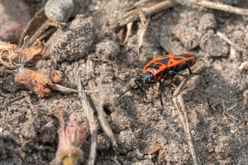 a bright red fire bug running over a stone in search of food