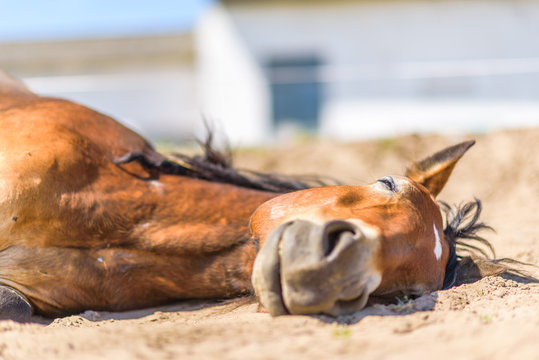 A pregnant horse is lying on the farm.