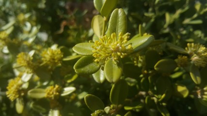 Closeup view of green leaves in the spring season.