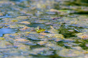 Schwimmender Wasserfosch im Teich mit Algen