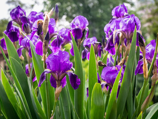 Cultivated flowerd of bearded iris are growing in garden. Kyiv, Ukraine.