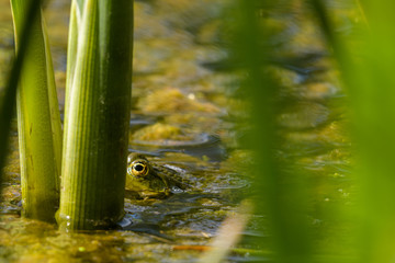 Wasserfosch m Teich mit Algen versteckt