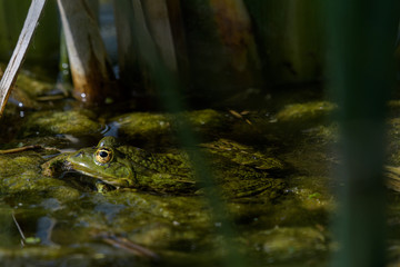 Wasserfosch m Teich mit Algen im Schilf