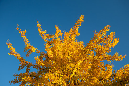 ginkgo tree with yellow leaves ,  symbol yin and yang 