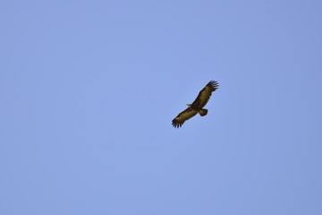 LES OISEAUX DANS LE CIEL