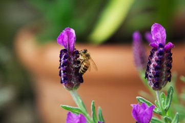 Nahaufnahme einer Honigbiene beim Bestäuben von Lavendel